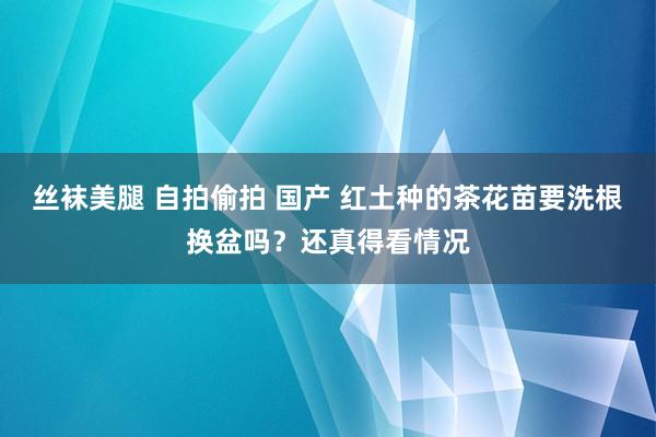 丝袜美腿 自拍偷拍 国产 红土种的茶花苗要洗根换盆吗？还真得看情况