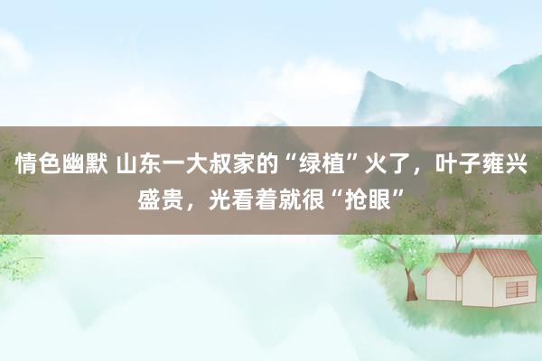 情色幽默 山东一大叔家的“绿植”火了，叶子雍兴盛贵，光看着就很“抢眼”
